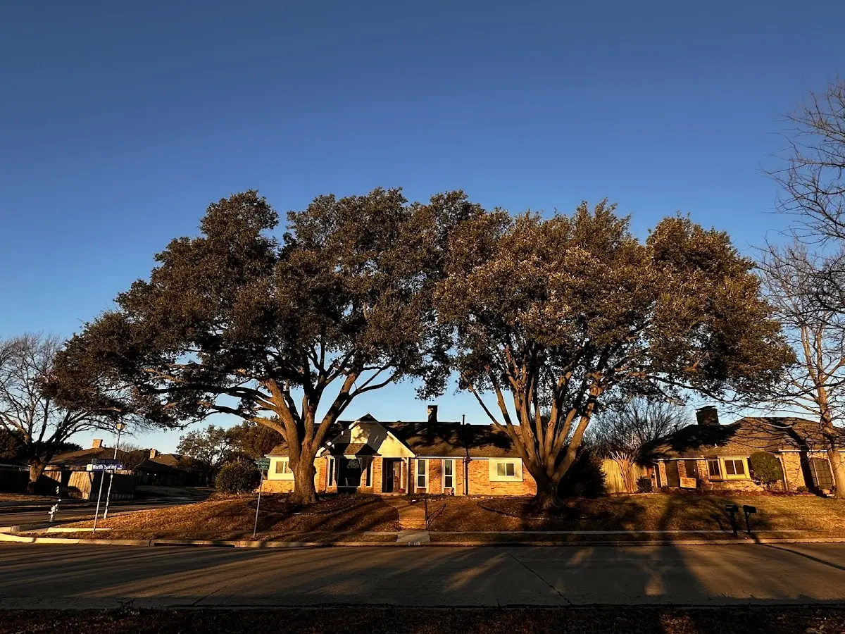 Established residential canopy tree shading a home in Lake Elsinore